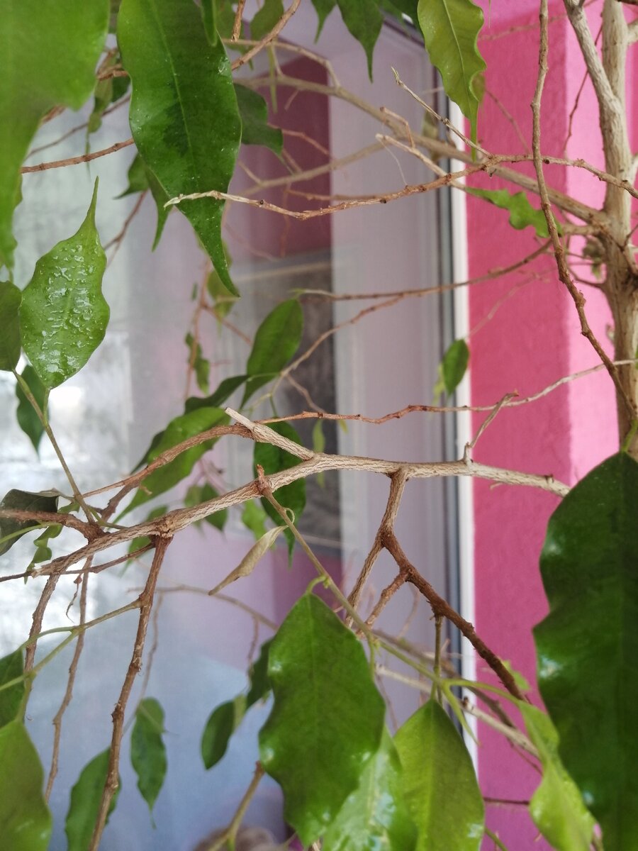 Паразит почти не виден, а ветки голые. 