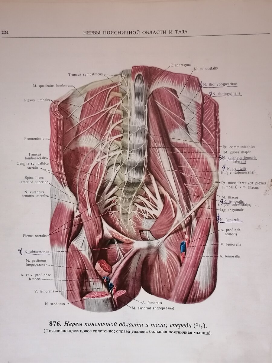 Моя картинка с поясничными мышцами из личного Атласа Синельникова