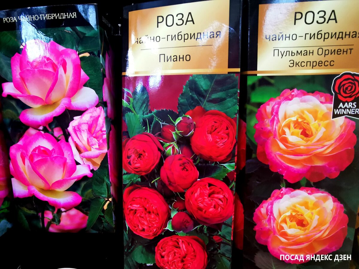 Красота! Слева - Принцесса Монако.