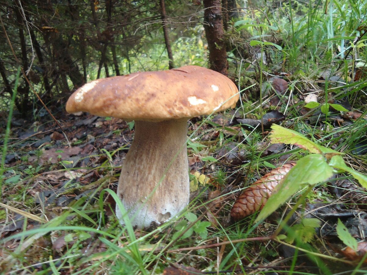 Ну, разве можно пройти мимо?))