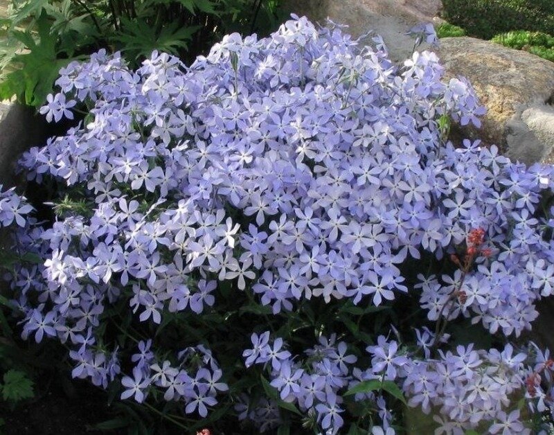 Источник фото https://www.instagram.com/p/BuEplHEF7Qj/