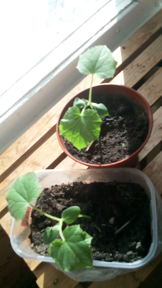 Зозуля, огурчики