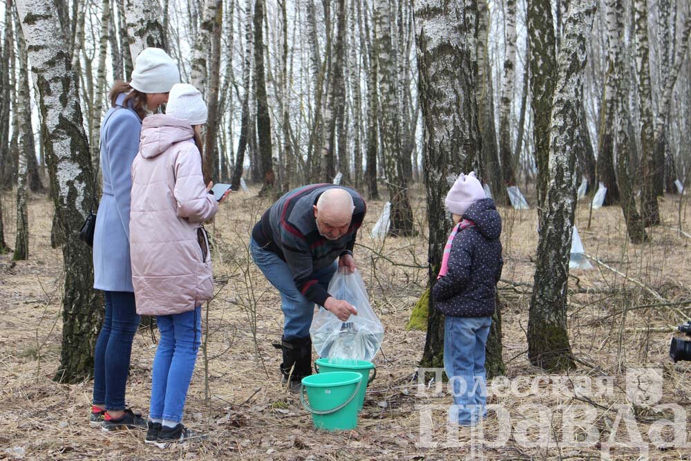 Внучки Виталия Сикорского с интересом наблюдают, как собирается березовый сок.