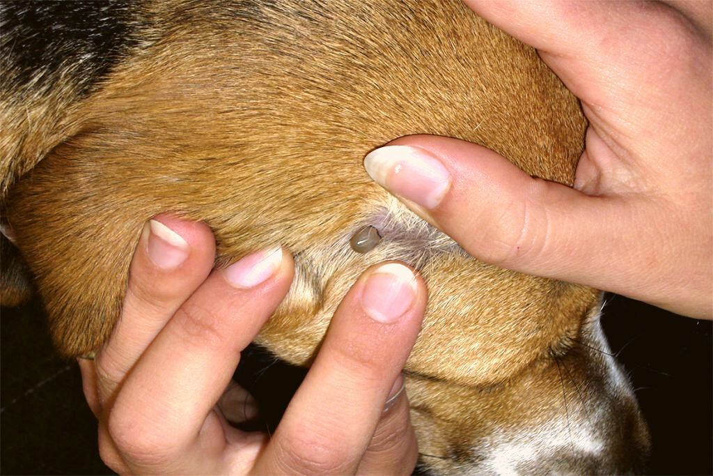 Словил клеща