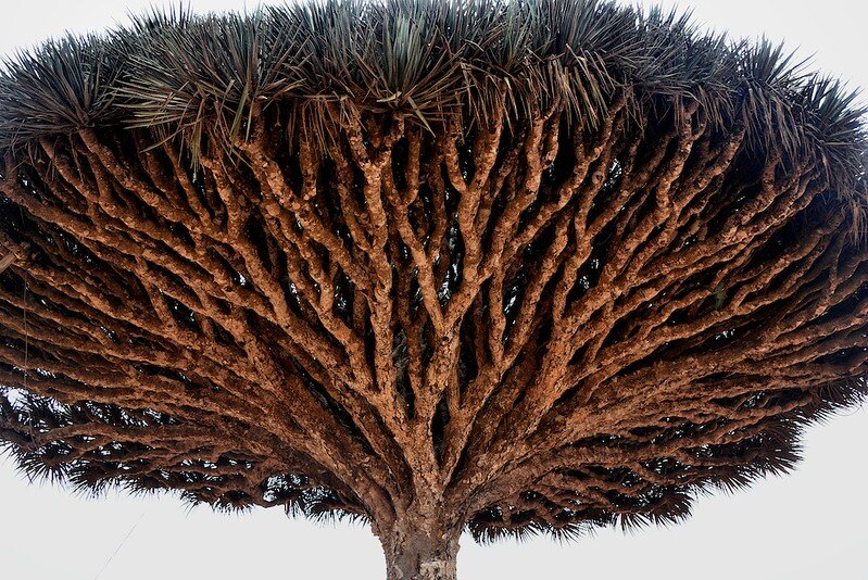 3 невероятных дерева, о существовании которых вы не догадывались