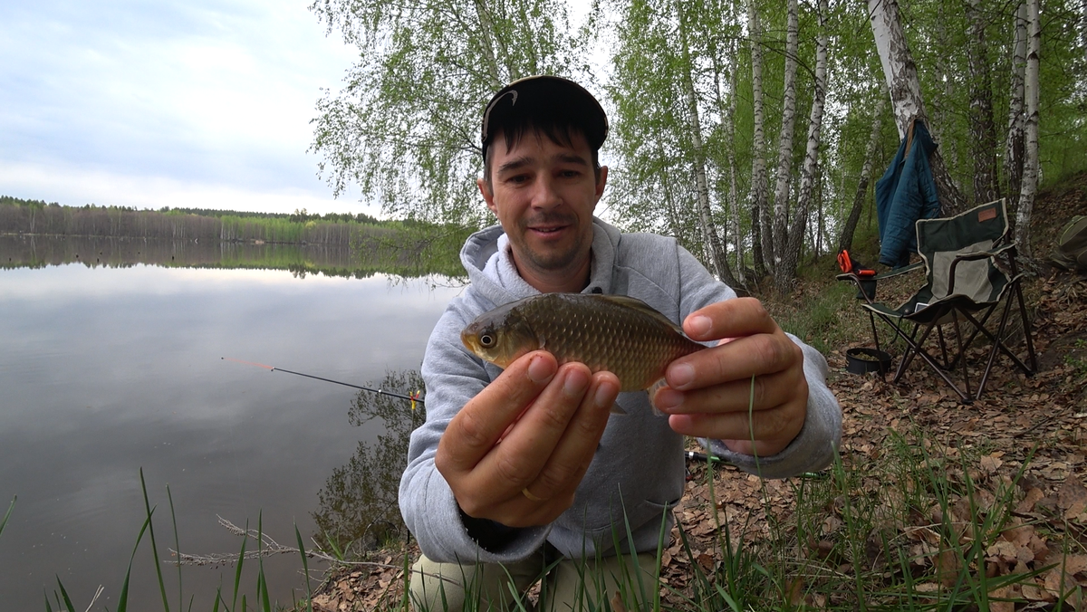 На заре хорошо карась клюет напомнил отец. Насаживаем карася на сома. На заре хорошо карась клюет напомнил отец. На заре хорошо карась клюет напомнил отец. Клев карася.