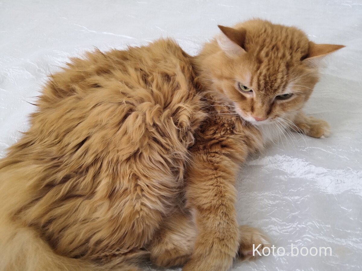 Красивый рыжий кот