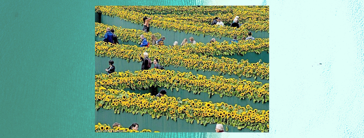 Музей Ван Гога, Амстердам. Лабиринт, украшенный 125 тысячами подсолнечника 