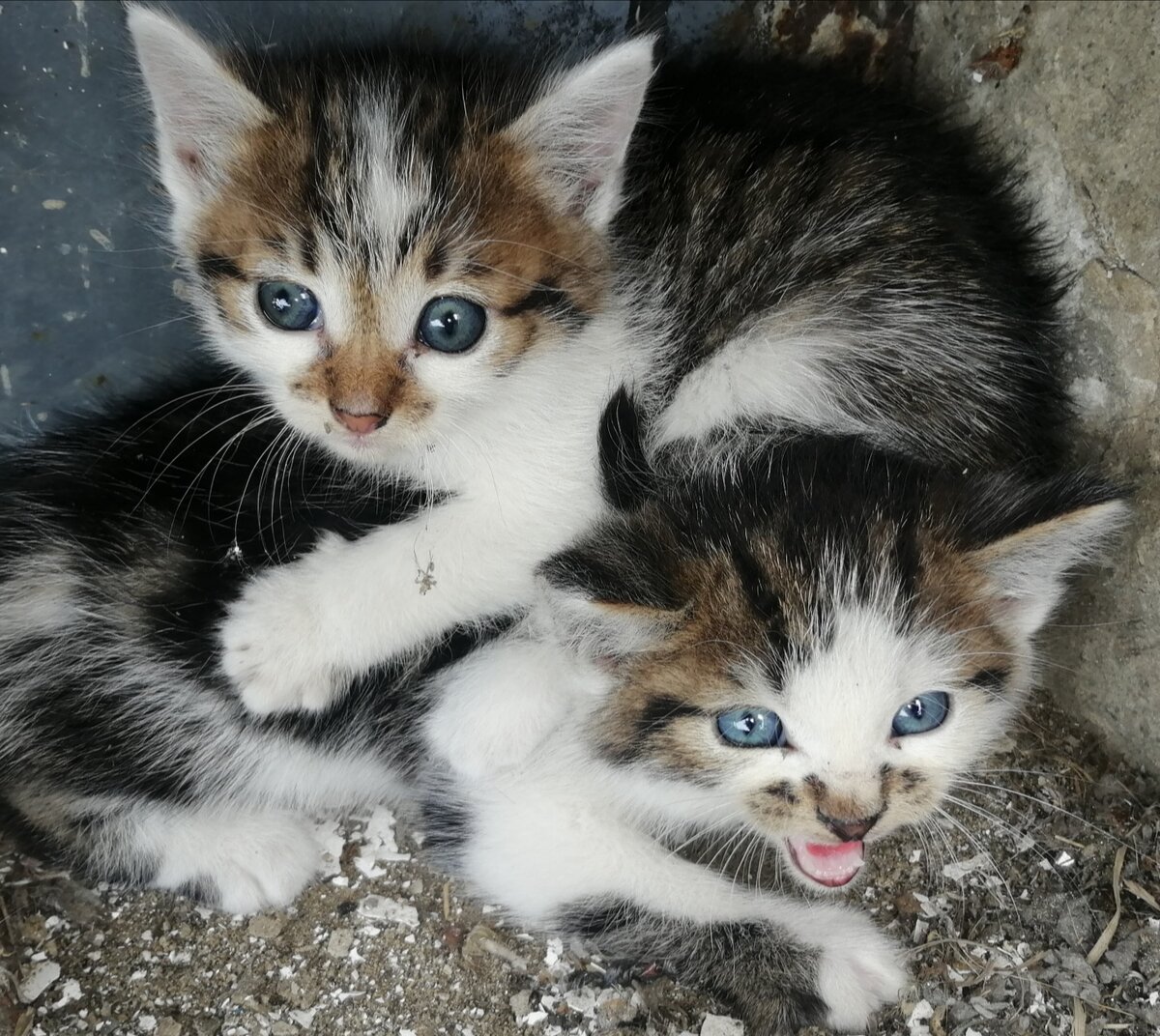 Злюки мелкие