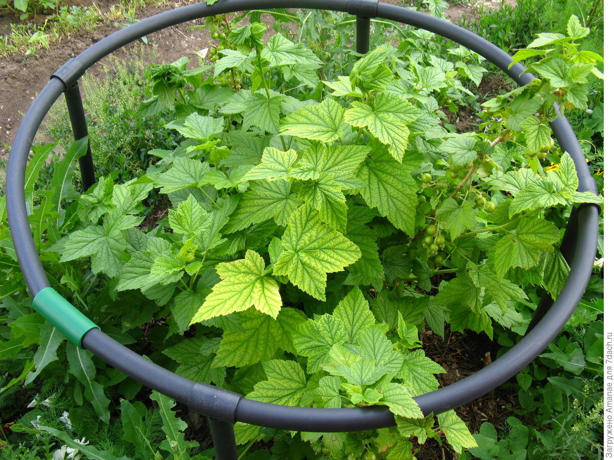 Хлороз на листьях смородины. Хлороз листьев смородины. Хлороз на листьях смородины. Хлороз листьев смородины. Куст смородины хлороз.