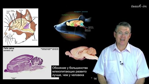 Дубынин В. А. - 100 часов школьной биологии - 1.22. Вкусовая и обонятельная системы