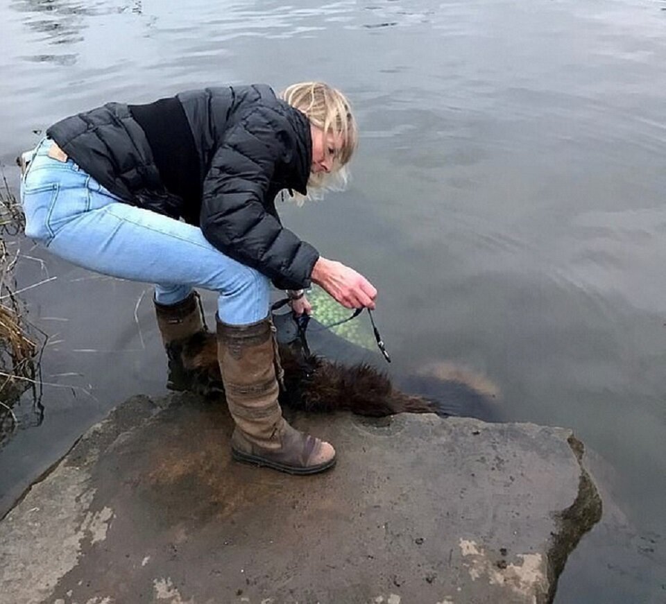 Джейн вытаскивает собаку из реки