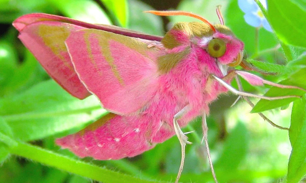 Изображение из  свободного  доступа.