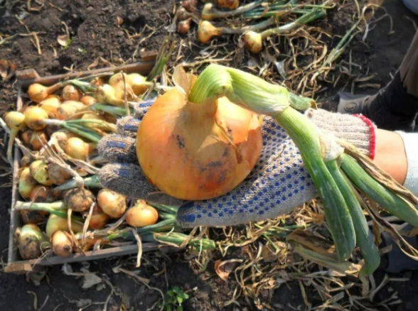 Фотография взята из источника selziv.ru