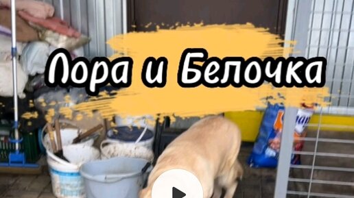 Про бусю и баню дзен хвостатое счастье