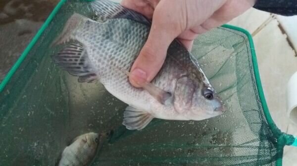   © Sputnik / Елена Бережная