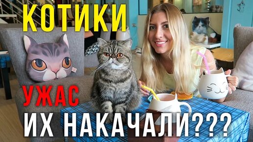 Кошачье кафе на Пхукете - почему коты такие странные? Как думаете, что с ними?