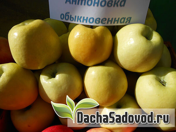 Яблоки сорт Антоновка Обыкновенная - фото автора (dachasadovod.ru)