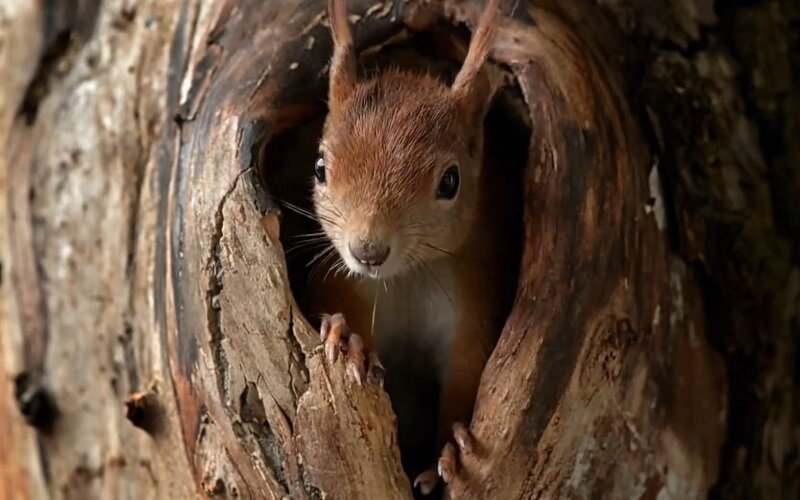 Белка нашла для себя гнездо