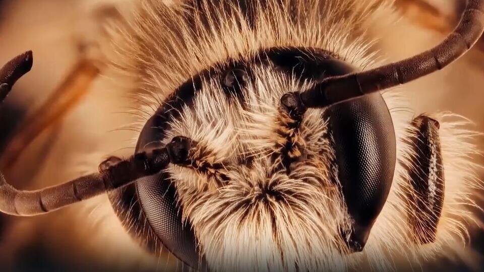 Фото: © Скриншот видео