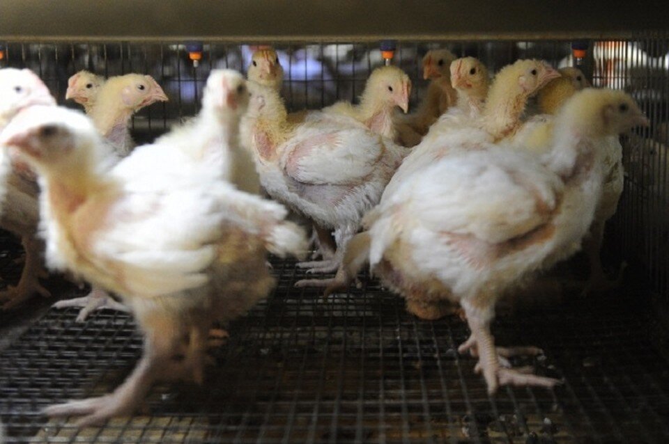     Сообщения о том, что в Хабаровске обнаружен птичий грипп - фейк Алексей БУЛАТОВ