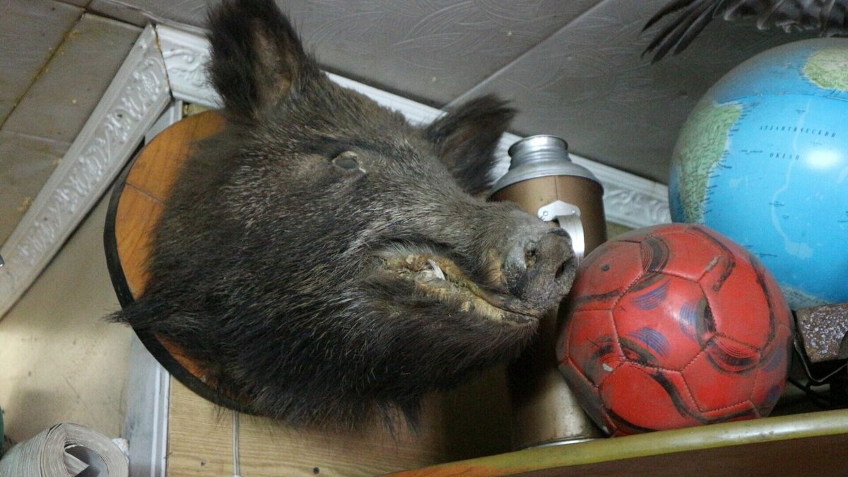     Неизвестные преследовали стадо кабанов и уехали с добычей.