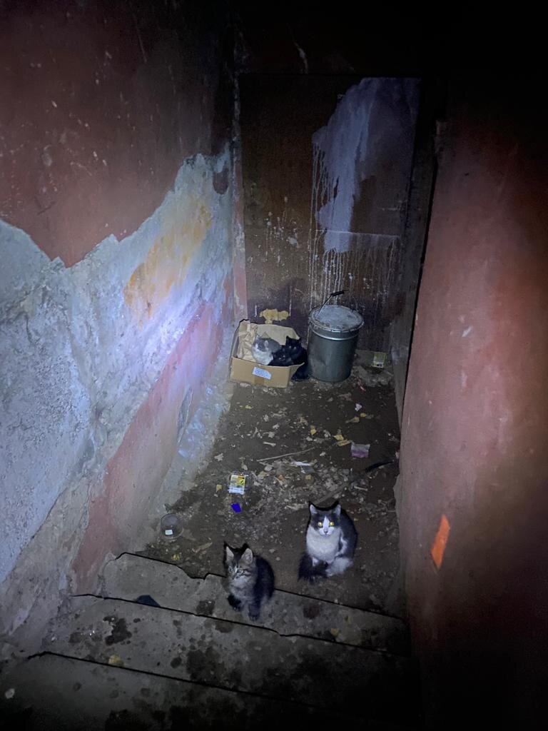 фото с телефона, когда ее просунули в дырку подвала.