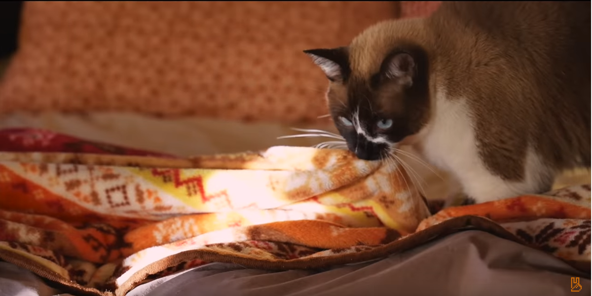 Из кровати зимой трудно вылезти, но коты помогают