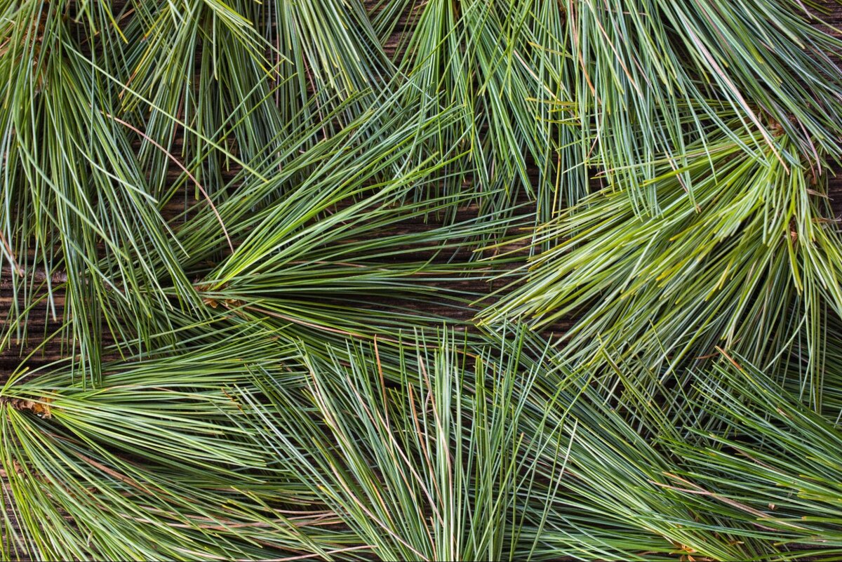 Хвоя центр. Сосна веймутова хвоя. нитевидная хвоя. pine needles alpha. pine needles texture png.