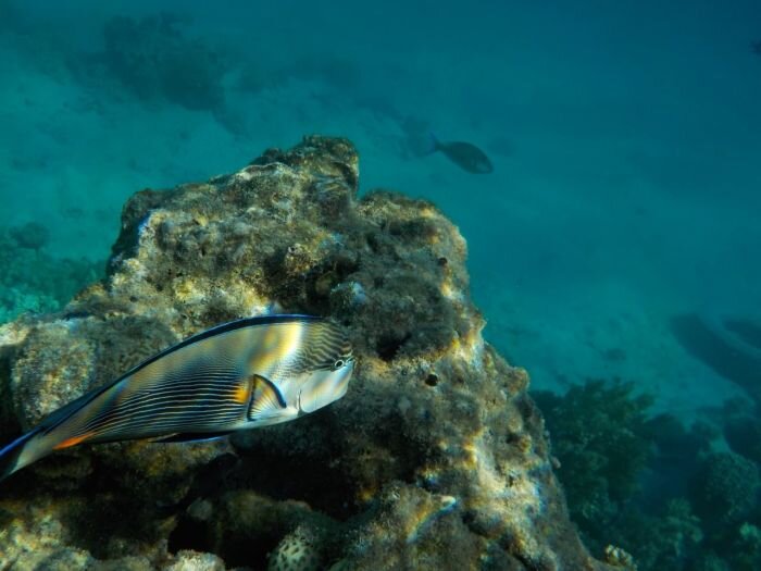   Подводный мир Красного моря можно наблюдать уже в считаных метрах от берега. Фото: предоставлено Ольгой