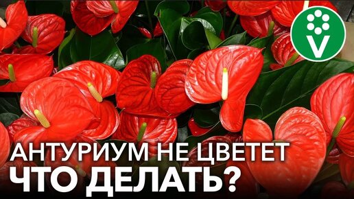 Антуриум: как вернуть пышное и долгое цветение? Правильная пересадка и уход за антуриумом