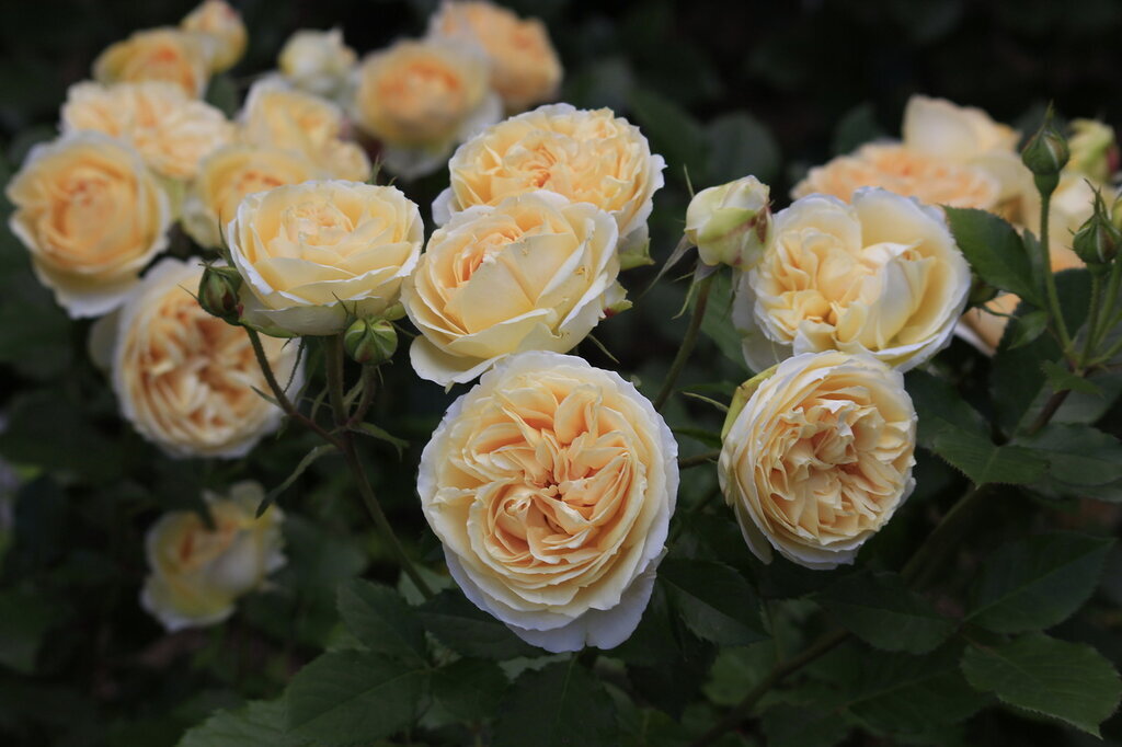 Genevieve Orsi (Женевьев Орси) фото из свободного доступа