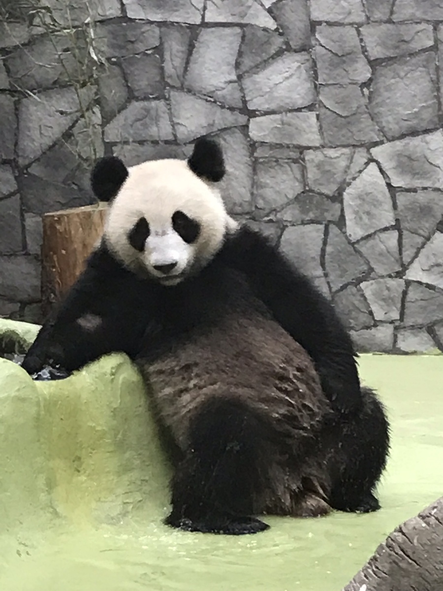 Мудрая китайская панда