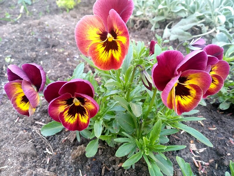 Виола в моём саду