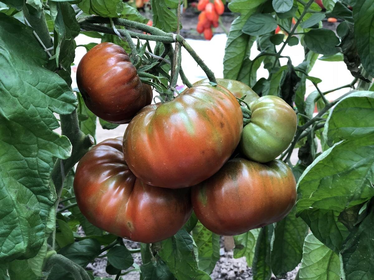 Томат "Сахар Бурый"