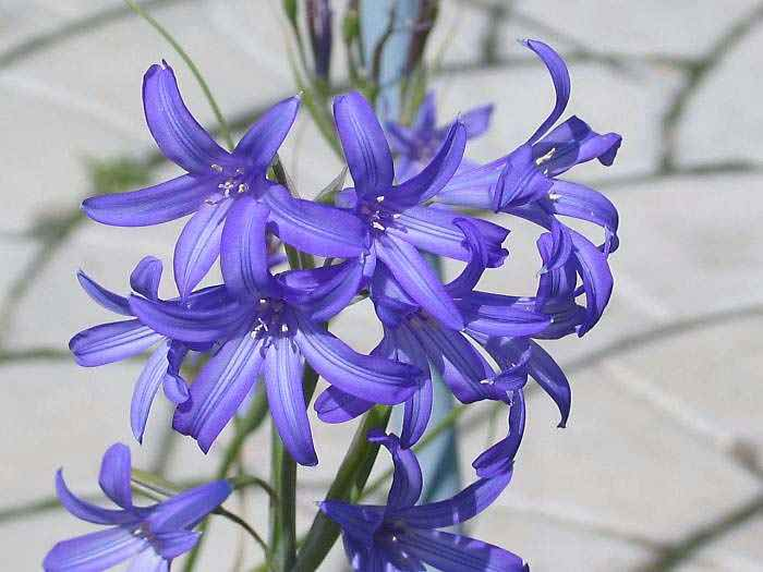 Лилия лавандовая горная фото и описание зимостойкость Free Images : herb, botany, flora, wildflower, flower garden, purple flower, flo