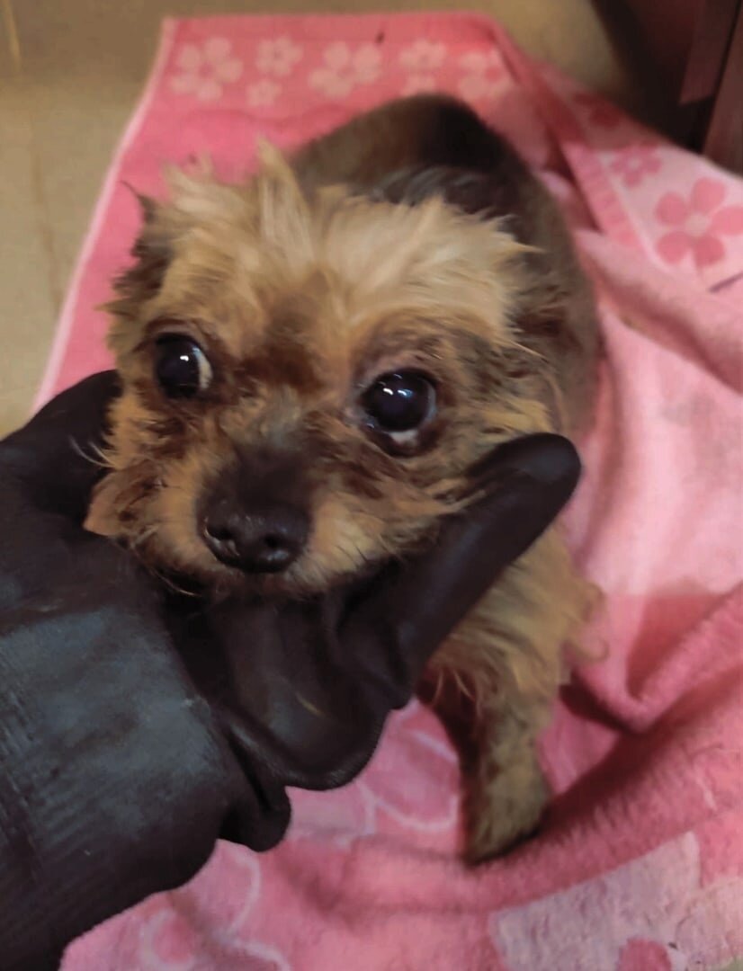 Знакомьтесь, наш несостоявшийся ёжик - Ариша