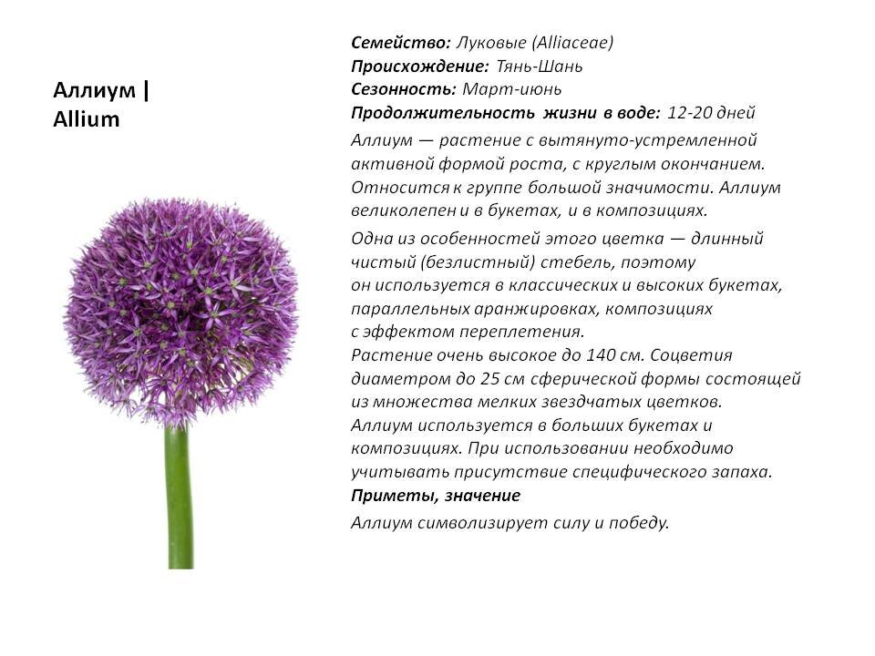 Фото из Презентации автора.