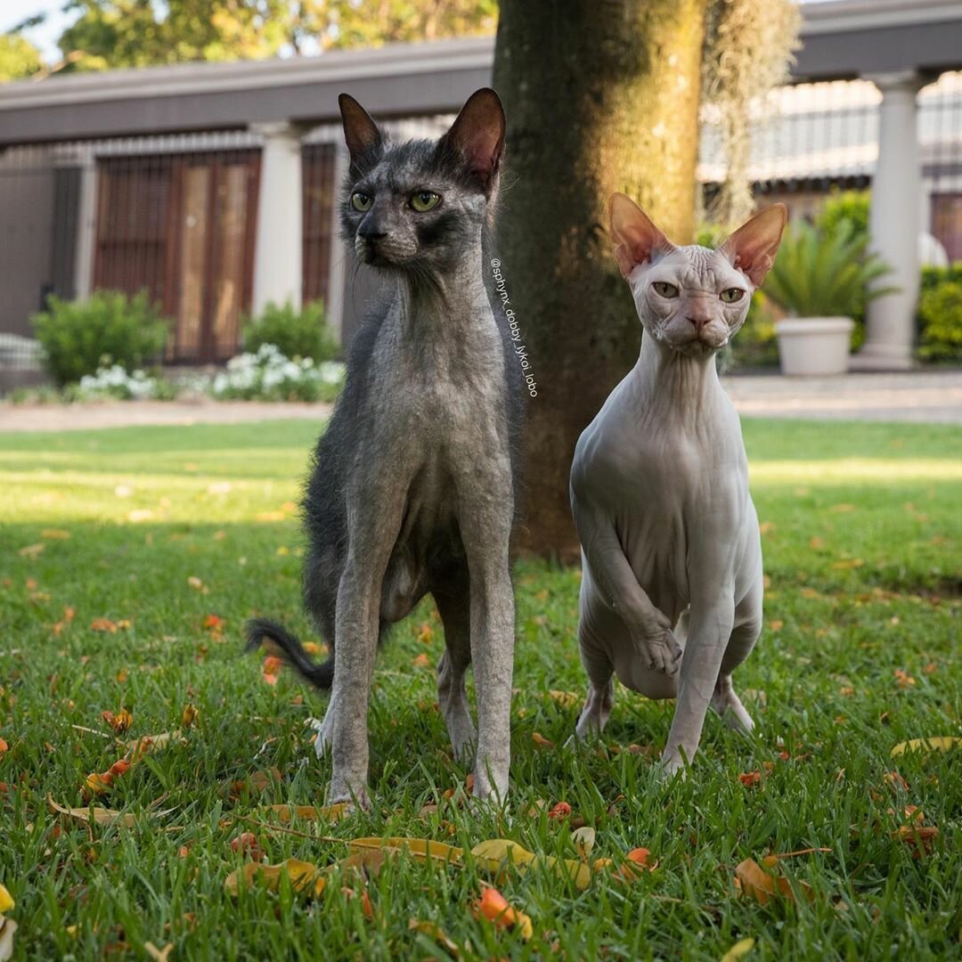 Кошки ликой фото цена