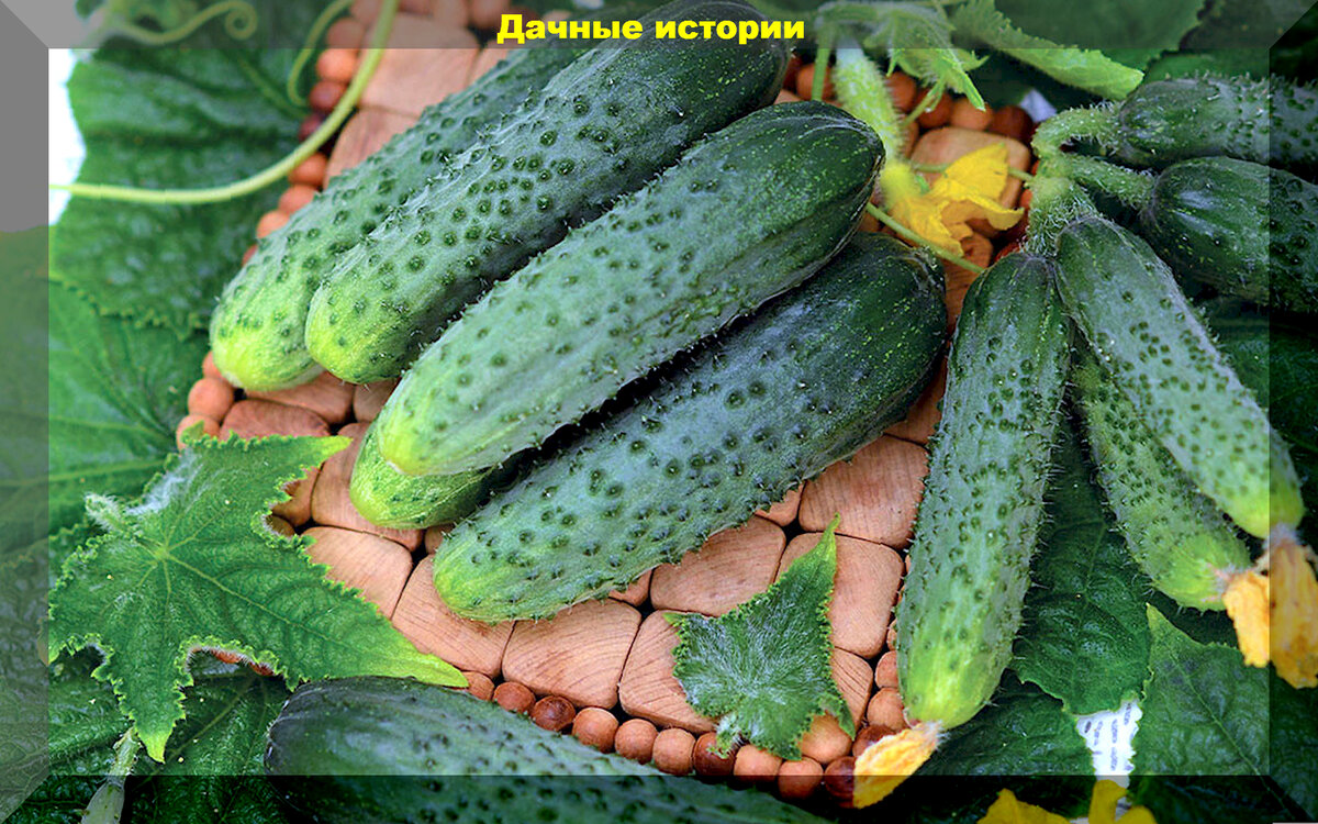 Набор инструмента 9 предметов Park НАША DACHA