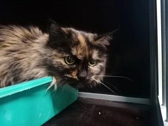     Фото: vk.com Центр помощи бездомным животным «Лучик» г. Надым