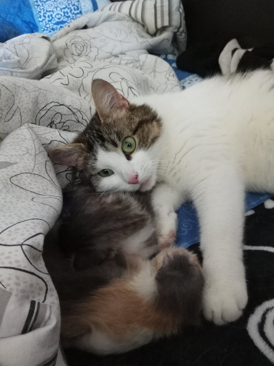 Счастье материнства написано на морде кошки