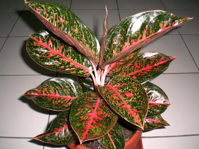 Aglaonema Reina