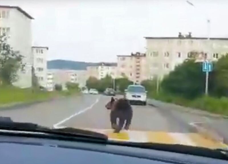 Одна из автопогонь за медведем в Магадане. Но эта больше похожа на вынужденную.