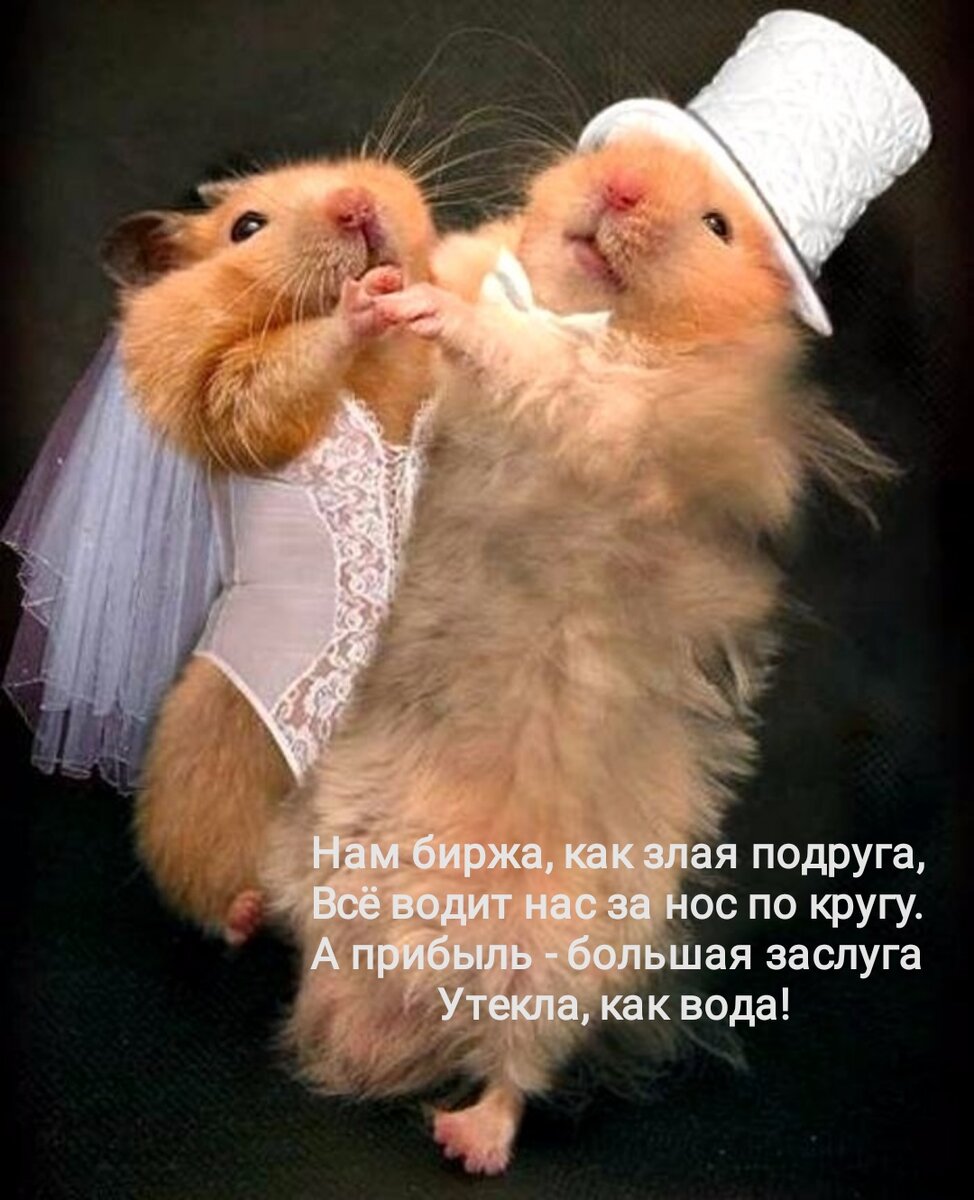 Хомяк друзья. Хомяки любовь. Влюбленные хомячок. Два хомяка. Животные в свадебных нарядах.