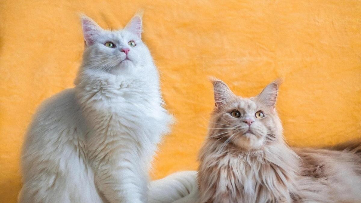    На полу возле стены желтого цвета сидят две длинношерстные кошки породы мейн-кун. Одна кошка белого цвета, а вторая с легким бежевым оттенком:Unsplash/Kanashi