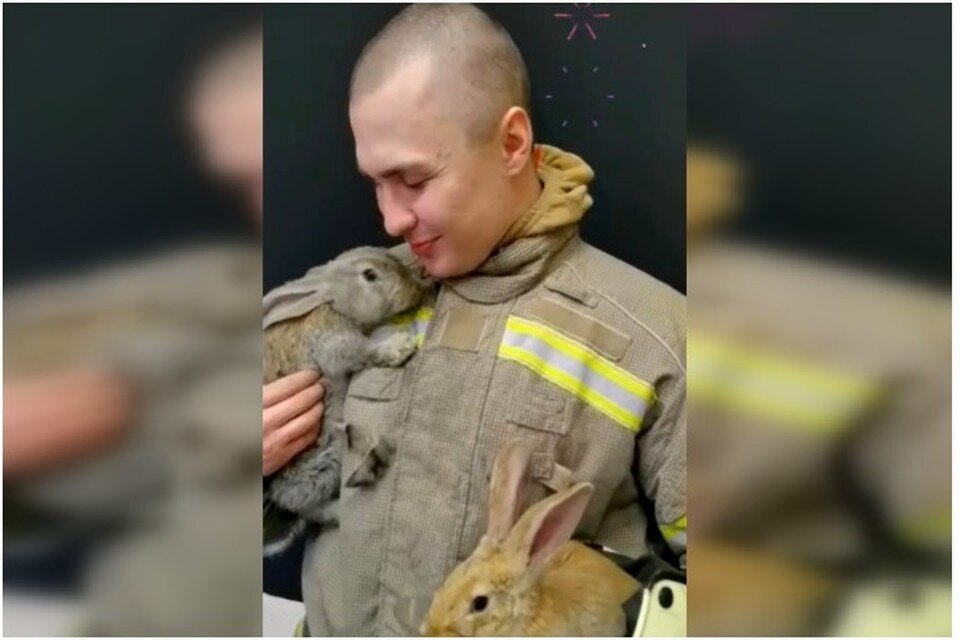     Пожарные Крыма бережно относятся к ушастыми. Фото: кадр видео МЧС Республики Крым/VK