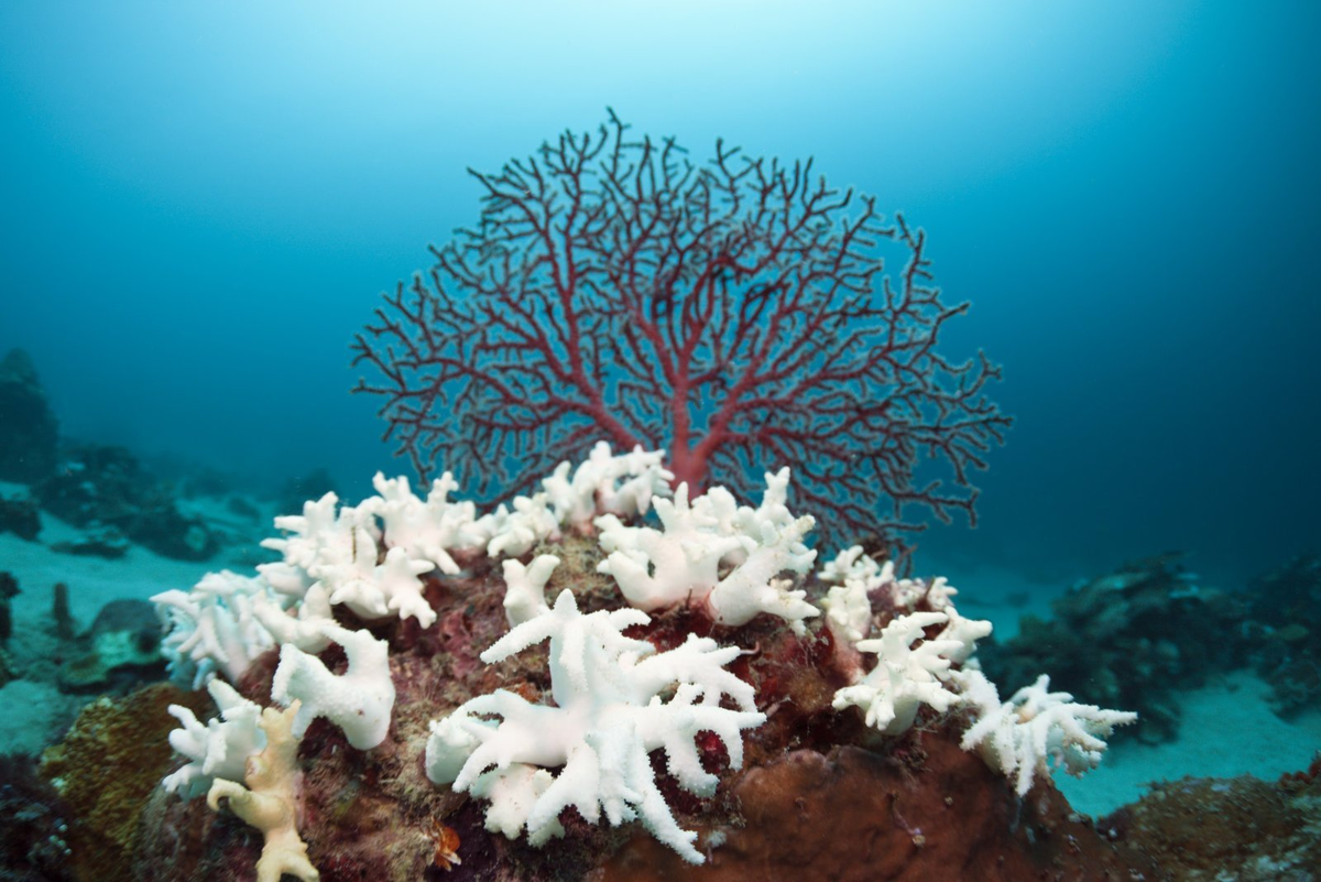 Белый коралл Санго. Риф коралловый 54546. Большой Барьерный риф коралловые полипы. Коралловые полипы рифы.