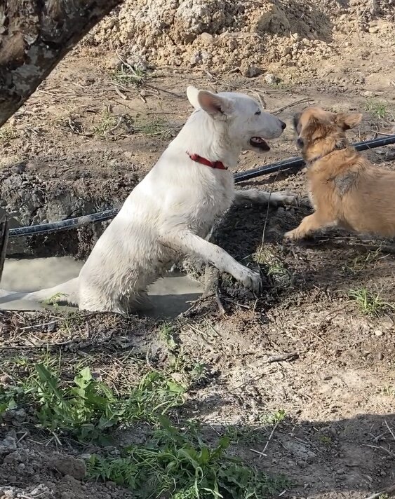 Вот она нырнула в яму с голубой глиной, в которую сливали воду после бурения скважины 😂