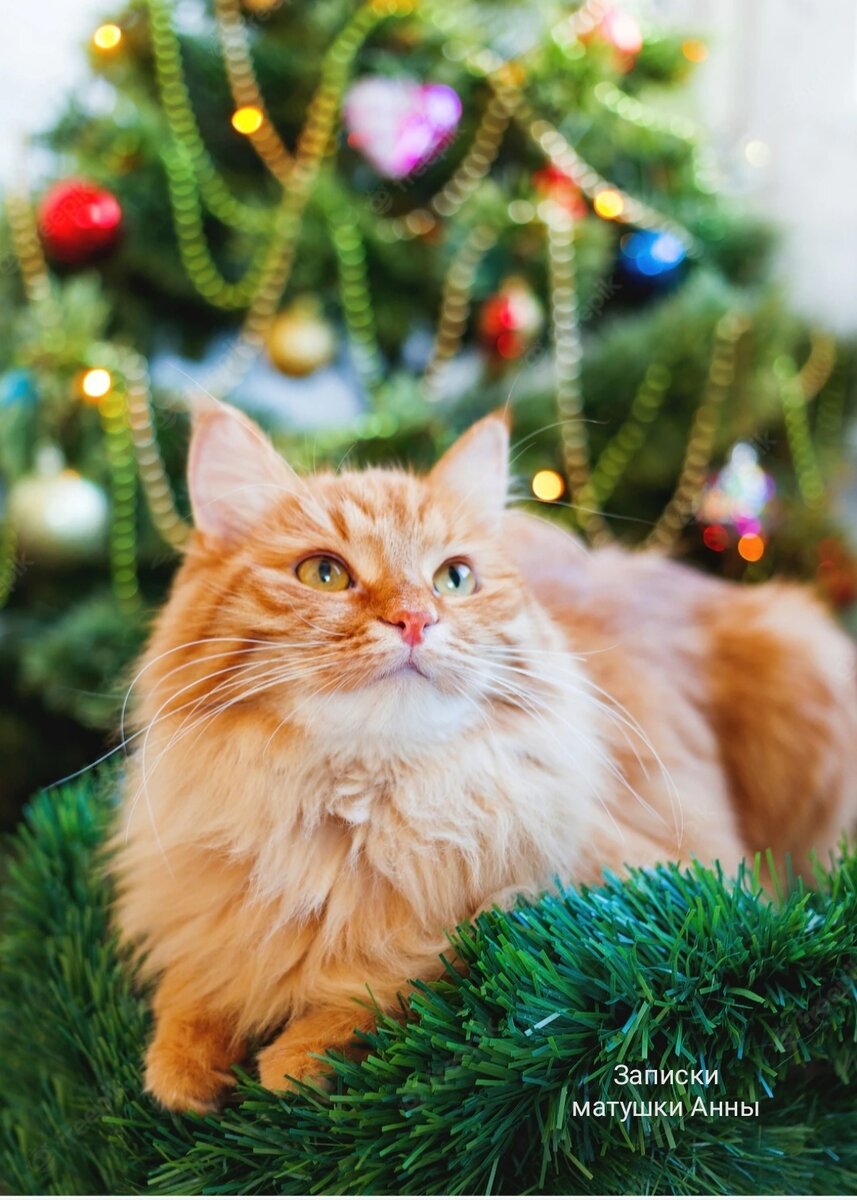 Кот Малыш